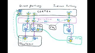 The Basal Ganglia  Direct and Indirect Pathways [upl. by Yauqaj694]