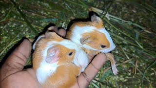 my guinea pig gives birth to 3 baby guinea pigs  How to care for baby guinea pigs [upl. by Dnalsor]