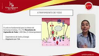 SEMINARIO ENDOCRINÓLOGIA GLÁNDULA TIROIDEA [upl. by Beattie415]