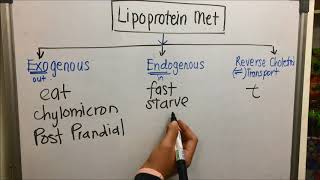 Intro to Lipid Metabolism amp Exogenous Pathway [upl. by Lolanthe]