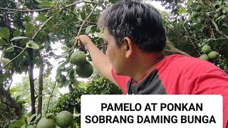 PONKAN AT PAMELO SOBRANG DAMING BUNGA [upl. by Onavlis]