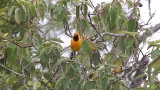 Male hooded oriole calling 20131130 [upl. by Algernon]