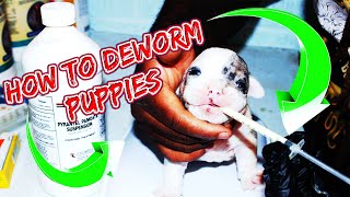 HOW TO DEWORM PUPPIES PROPERLY AT HOME USING Pyrantel PamoateOral Liquid [upl. by Htilil]