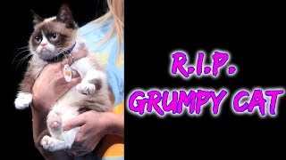 RIP Grumpy Cat  TBRS [upl. by Mcferren746]