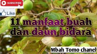 11 manfaat daun dan buah Bidara [upl. by Enived987]