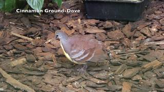 Cinnamon GroundDove [upl. by Ecnarual]