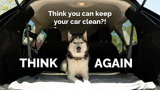 Keep your car clean with a dog [upl. by Tillinger785]