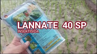 REVIU INSEKTISIDA LANNATE 40 SPinsektisidaampuh hamatanaman [upl. by Connor]