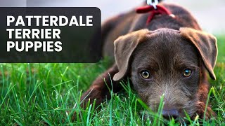 All You Need to Know About Patterdale Terrier Puppies [upl. by Ellerrad863]