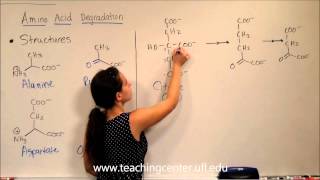 Amino Acid DegradationIntro amp Structures [upl. by Ainimre]