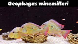 IKAN CICHLID PALING ANGGUN Geophagus Winemilleri [upl. by Turnheim]