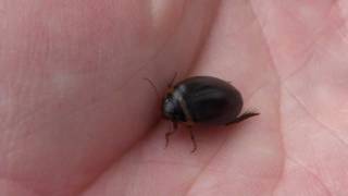 Predaceous Diving Beetle Dytiscidae Grophoderus occidentalis in Hand [upl. by Baptista194]