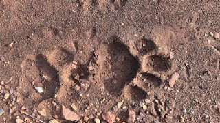 Jungle mein jab dikhe Tiger ke fresh pugmark Trek to Kachida Mata in Ranthambhore Nation Park [upl. by Ssidnak]