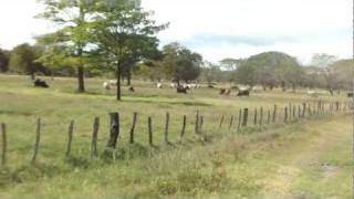 venta de finca en nandaime nicaragua [upl. by Olpe748]