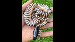 Blackheaded python hatchling gopro animals carpetpython australia wildlife best breeder [upl. by Alarise]