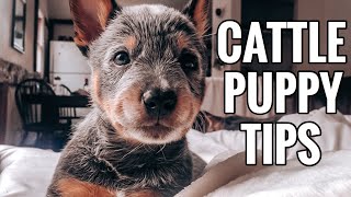 Blue Heeler Puppies  5 Things You NEED to Know [upl. by Tilden865]