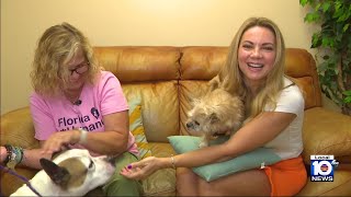 Local 10s Animal Advocate Jacey Birch visits Pompano Beach Humane Society [upl. by Nasya]