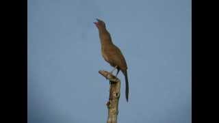 Plain Chachalaca calling [upl. by Ttenna]