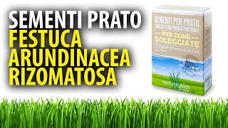 Festuca Arundinacea Rizomatosa Sementi per Prato [upl. by Sigler]