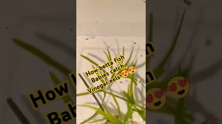 Betta fish babies feeding vinegar eel bettabettafish fish trending ytviral breeding feedfood [upl. by Lemal]