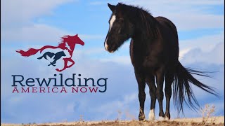 Rewilding America Now Our Story [upl. by Horter]