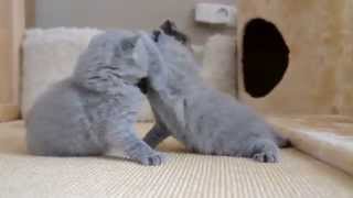 British Shorthair Cats [upl. by Nallaf]