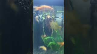 corner aquascape zebrafish goldfish minnows [upl. by Hairabez]