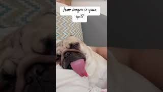 how long is your tonguefunnyvideo doglovers petlaughs shortsfeed short fypシ゚viral petsvlog [upl. by Adierf539]