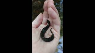 Juvenile Pacific lamprey in Puyallup WA [upl. by Ynhoj]