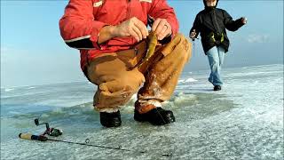 Utah lake ice fishing white bass [upl. by Keeler]