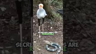 Secretary Birds Mastering Snake Hunting with Powerful Legs  Wildlife Predation Tactics [upl. by Htebi985]