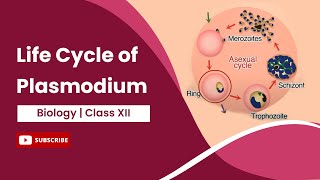 Life Cycle of Plasmodium  Class 12 [upl. by Retrak]