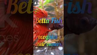 Betta Fish recognize their ownerspukhtanaRelaxingworldsurvivingvlogsfishs [upl. by Ferullo481]