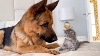 German Shepherd Meets New Kitten for the First Time [upl. by Nehtanhoj6]