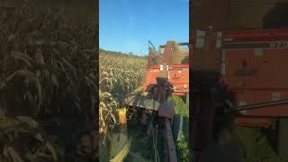 Chopping corn dairyfarming corncornsilage farming newholland johnderee gehl agriculture [upl. by Dyrrej857]