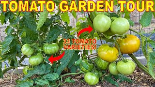 HUGE Garden Tour Of EVERY Tomato Plant Im Growing 33 AMAZING Tomato Varieties To Blow Your Mind [upl. by Innattirb]