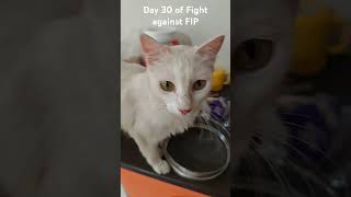 FIP fipwarrior day 30 against the fight of Feline Infectious Peritonitiswith basmifip treatment [upl. by Ernesto]