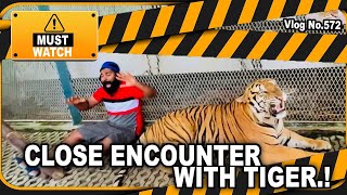 M4 Tech Close encounter with Tiger  പുലിക്കൂട്ടിൽ കുടുങ്ങിയ ജിയോ മച്ചാൻ Must WatchThailand Part 3 [upl. by Notsej]