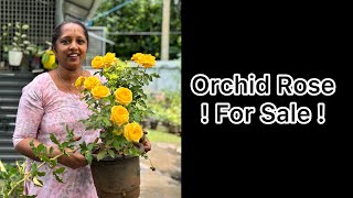 Orchid Rose For Sale  Anju‘sgarden  RPerunad  Pathanamthitta [upl. by Willetta475]