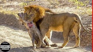 El Trágico Destino De La Hiena Cuando El León Mata A Toda Su Familia  Vida Animal Salvaje [upl. by Chasse]