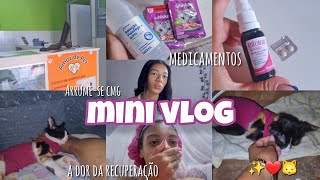 CASTRANDO MINHA GATA de 4 MESES🐱VLOG COMPLETÃO [upl. by Ariew]