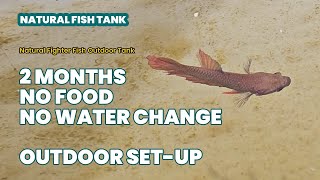 🐟❤️ No Food 2 Months outdoor Fighter Fish Tank Tamil [upl. by Hurlow]