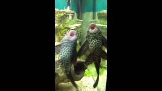 Plecostomus mating [upl. by Analat748]