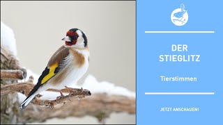 Vogelstimmen Der Stieglitz  Goldfinch  Carduelis carduelis 4k [upl. by Wj]