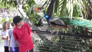 Peacock Attack at San Diego Zoo [upl. by Scottie672]