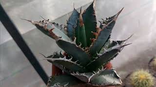 Venta de Agaves Exóticos pedido que se va para CDMX excelentes ejemplares [upl. by Sibyl]