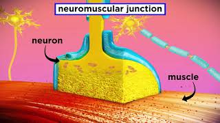 The Mechanism of Muscle Contraction Sarcomeres Action Potential and the Neuromuscular Junction [upl. by Sik]