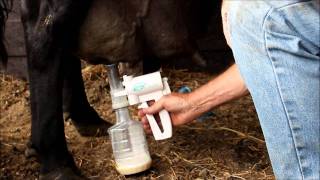 Udderly Ez Milker for Mastitis on Cow [upl. by Akihsay633]