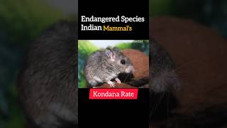 Endangered Species of Indians Mammals l Indians Mammals l yt mammals science wildlife [upl. by Shamma]