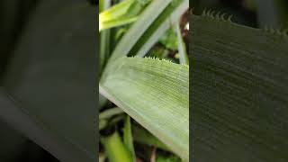 Pineapple  growth progress 2nd week fruit plants [upl. by Noirda]